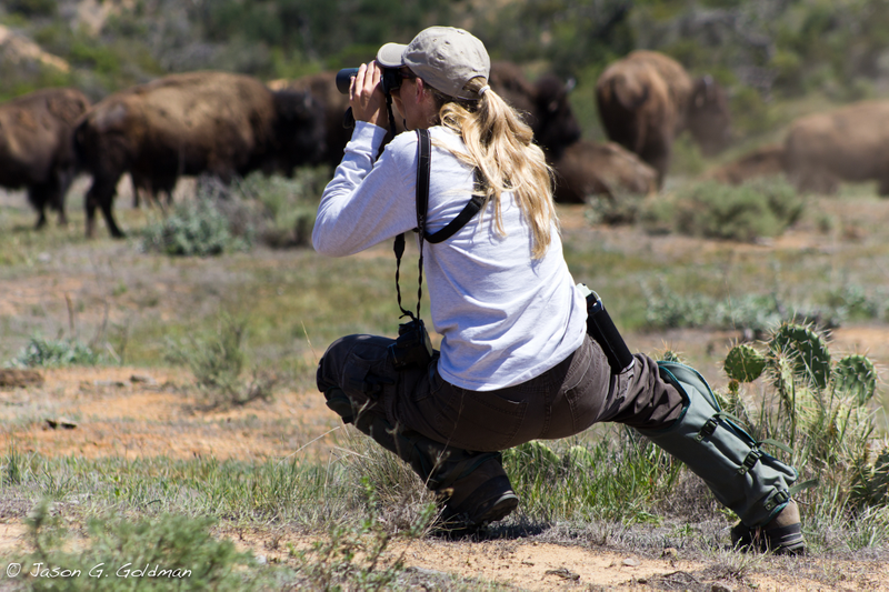 Illustration for article titled The Odd Tale of the Hollywood Bison and the Quest to Save It